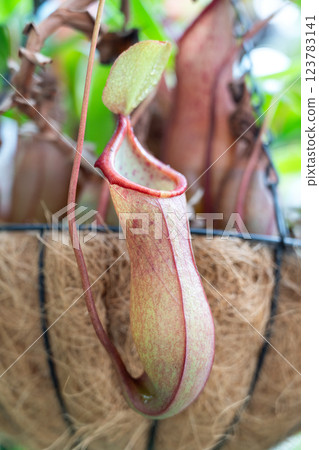 Pitcher plant Nepenthes ventricosa ウツボカズラ 123783141