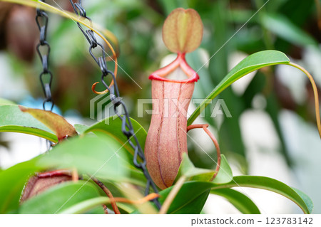 Pitcher plant Nepenthes ventricosa ウツボカズラ 123783142