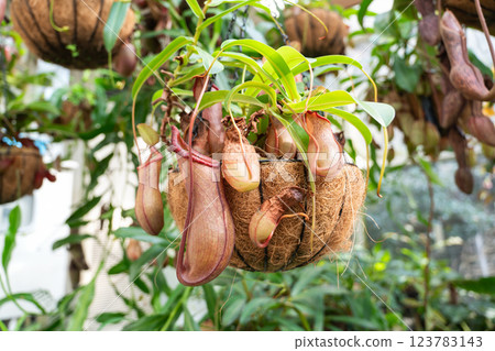 Pitcher plant Nepenthes ventricosa ウツボカズラ 123783143