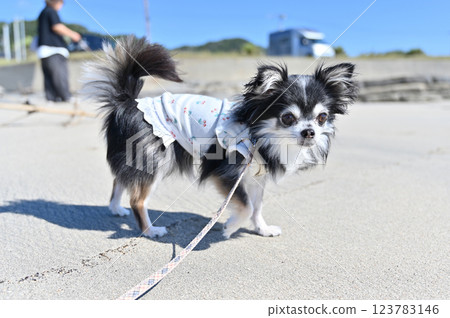 和我的狗吉娃娃一起在沙灘上散步 和我的狗吉娃娃一起在沙灘上散步 123783146