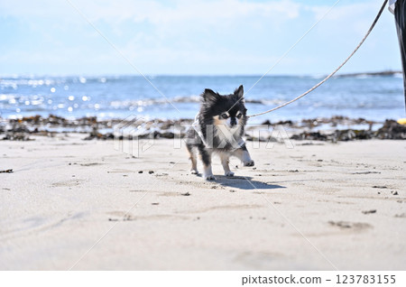 女人帶著她的狗在海灘上散步，這是一隻有趣的吉娃娃 123783155