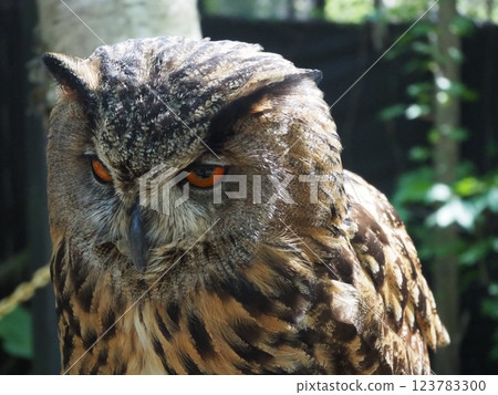 Beautiful plumage of an eagle owl Beautiful plumage of an eagle owl 123783300