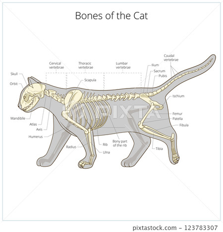 Cat skeleton veterinary vector illustration Cat skeleton veterinary vector illustration 123783307