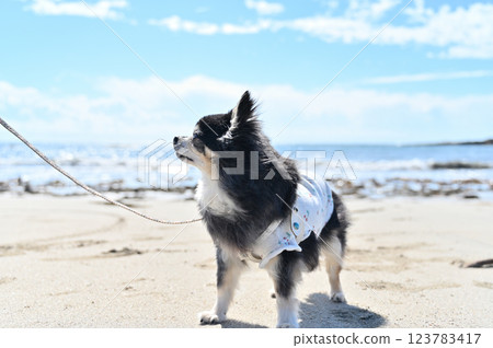 Senior dog, walking by the sea, long-coated chihuahua 123783417