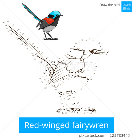 Red winged fairywren bird learn to draw vector Red winged fairywren bird learn to draw vector 123783443