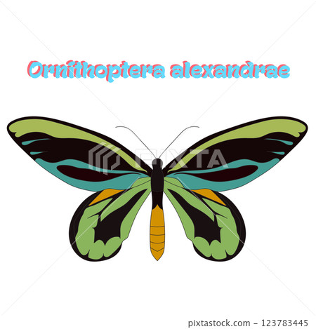 Butterfly Ornithoptera alexandrae vector Butterfly Ornithoptera alexandrae vector 123783445