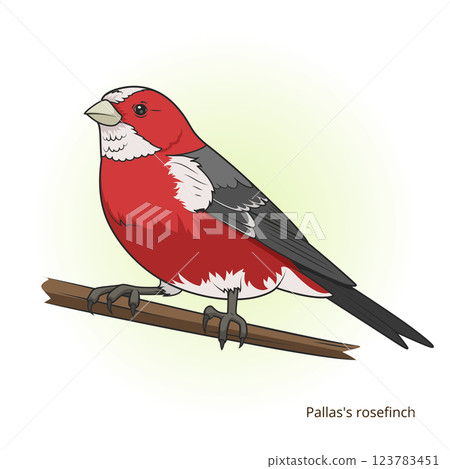 Pallas rosefinch bird educational game vector Pallas rosefinch bird educational game vector 123783451