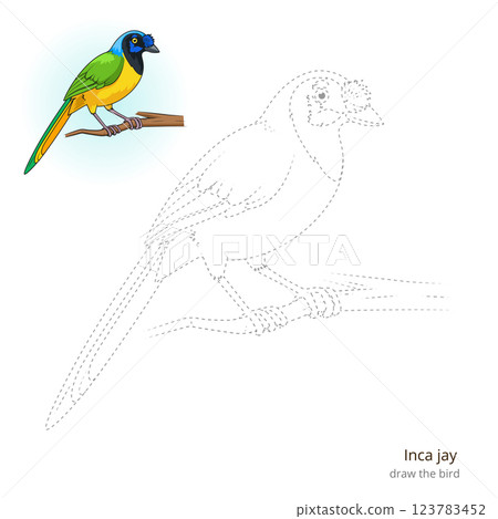 Inca jay bird learn to draw vector Inca jay bird learn to draw vector 123783452