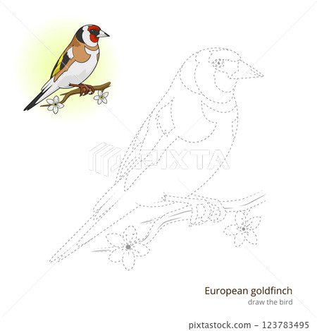 European goldfinch bird learn to draw vector European goldfinch bird learn to draw vector 123783495