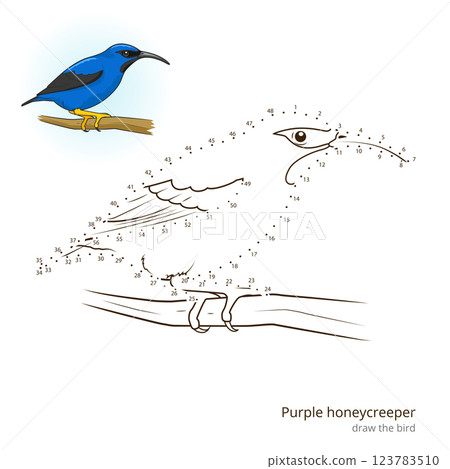 Purple honeycreeper draw vector Purple honeycreeper draw vector 123783510