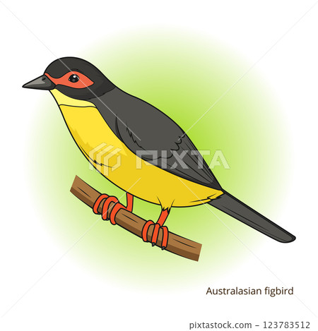 Australasian figbird bird educational game vector 123783512