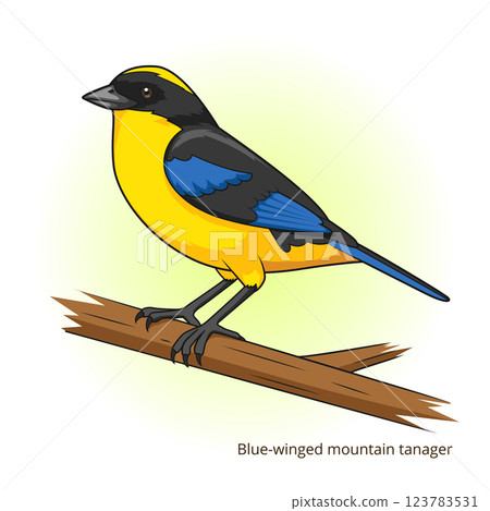 Blue winged mountain tanager bird vector 123783531