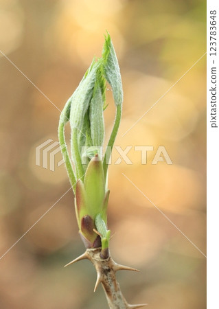發芽芽 123783648