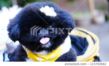 The dog looking at its owner is Winnie the Pooh 123783662