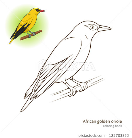 African Golden Oriole bird coloring book vector 123783853