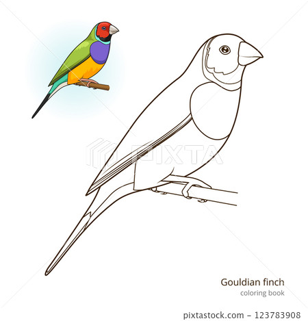 Gouldian finch bird coloring book vector Gouldian finch bird coloring book vector 123783908