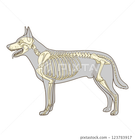 Dog skeleton veterinary vector illustration Dog skeleton veterinary vector illustration 123783917