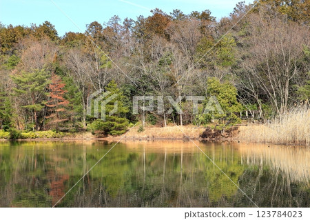 森林樹木環繞的池塘風景 123784023