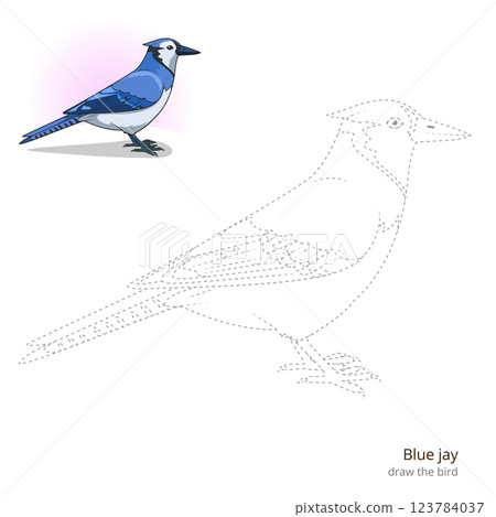 Blue jay bird learn to draw vector 123784037