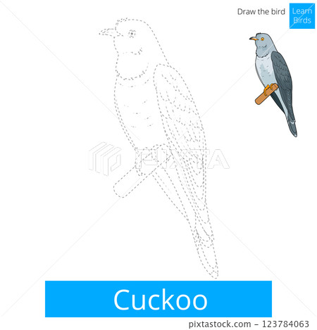Cuckoo bird learn to draw vector Cuckoo bird learn to draw vector 123784063