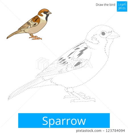 Sparrow bird learn to draw vector Sparrow bird learn to draw vector 123784094