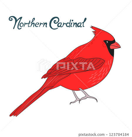 Bird northern cardinal vector illustration Bird northern cardinal vector illustration 123784184