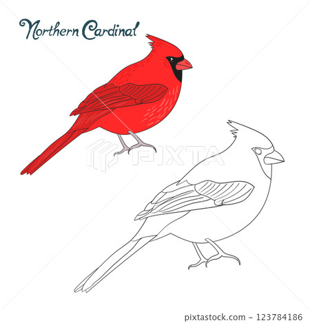 Educational game coloring book cardinal bird 123784186