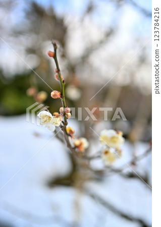 梅花、梅蕾、雪國、初春 梅花、梅蕾、雪國、初春 123784216