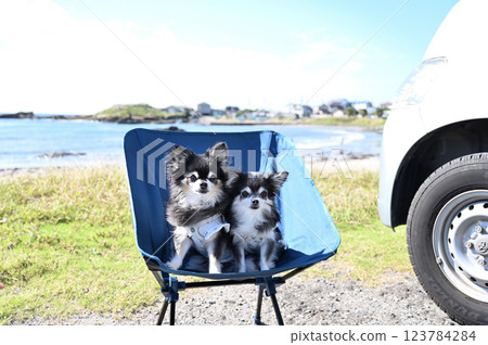 Camping with my dog at the beach Chihuahua camper 123784284