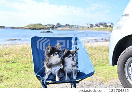 Camping with my dog at the beach Chihuahua camper 123784285