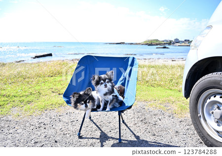 Camping with my dog at the beach Chihuahua camper Camping with my dog at the beach Chihuahua camper 123784288