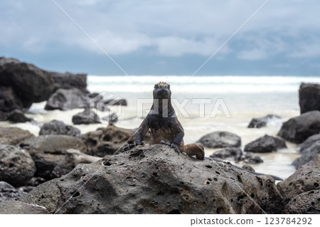 Marine iguana resting on rocks at Tortuga Bay beach, Galapagos, Ecuador Marine iguana resting on rocks at Tortuga Bay beach, Galapagos, Ecuador 123784292