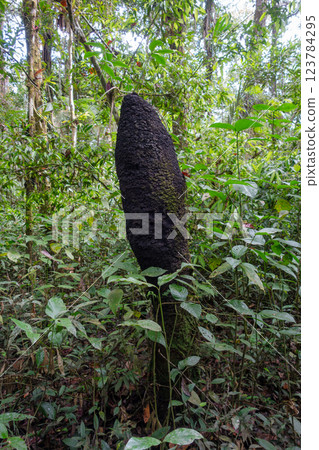Termite mound in the Amazon rainforest of Cuyabeno Reserve Termite mound in the Amazon rainforest of Cuyabeno Reserve 123784295