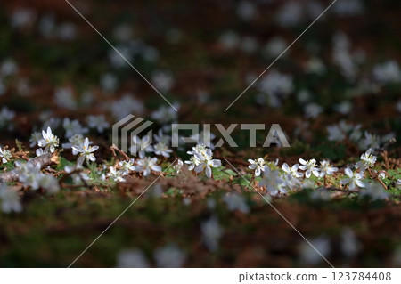 Baikaouren (Coptis japonica) - Sunlight filtering through the trees (Makino Park, Sakawa Town, Kochi Prefecture) Baikaouren (Coptis japonica) - Sunlight filtering through the trees (Makino Park, Sakawa Town, Kochi Prefecture) 123784408