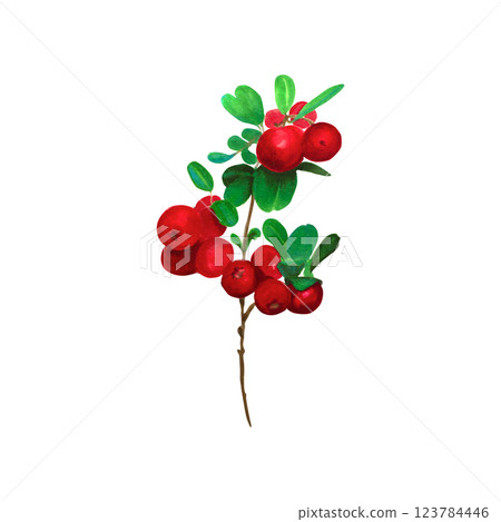Cranberry. Branch of red wild berries with green leaves. Watercolor illustration, isolated on white background. Ideal for botanical prints, stationery, food labels, and holiday-themed products Cranberry. Branch of red wild berries with green leaves. Watercolor illustration, isolated on white background. Ideal for botanical prints, stationery, food labels, and holiday-themed products 123784446