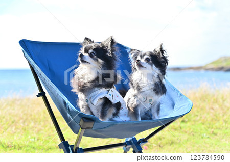 Playing in the sea with my dog: Long-coated Chihuahua Playing in the sea with my dog: Long-coated Chihuahua 123784590