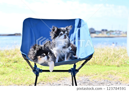 Playing in the sea with my dog: Long-coated Chihuahua 123784591