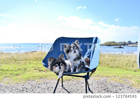 Playing in the sea with my dog: Long-coated Chihuahua Playing in the sea with my dog: Long-coated Chihuahua 123784593