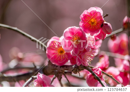 plum	 123784637