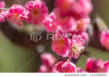 plum	 123784640