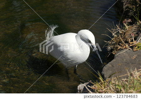 一隻小白鷺在村莊附近的山脊上熟練地尋找食物。 123784683