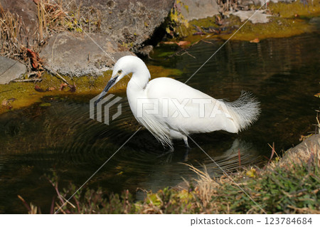 A little white egret skillfully searches for food on a ridge near a village. 123784684