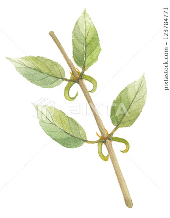 鉤藤水彩畫 123784771