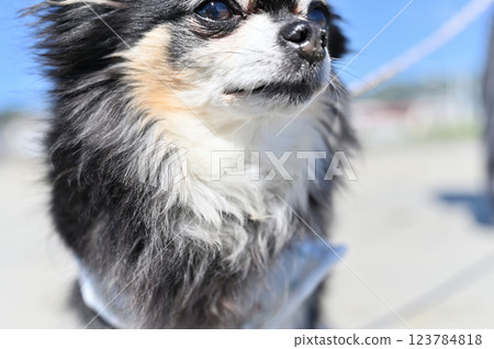 老狗,在海灘散步,長毛吉娃娃 老狗,在海灘散步,長毛吉娃娃 123784818