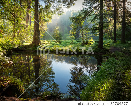 Fountain of the forest 123784877