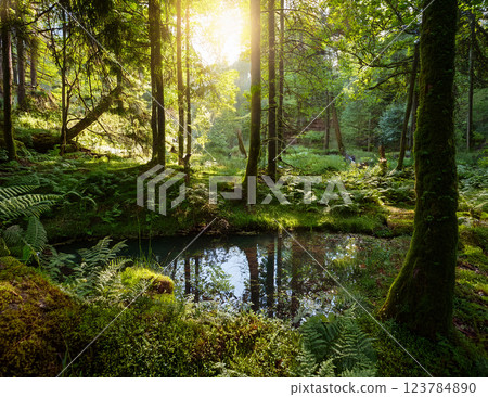 森林的噴泉 森林的噴泉 123784890