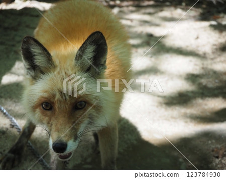 A beautifully colored red fox 123784930