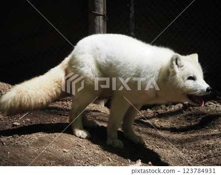 Beautifully colored Arctic fox Beautifully colored Arctic fox 123784931