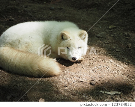 Beautifully colored Arctic fox 123784932