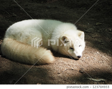 Beautifully colored Arctic fox 123784933